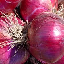 RUBY RED  ONION SEEDS 